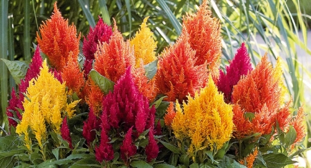Picture for category Celosia